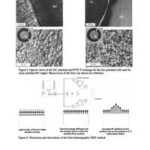 Advanced Processing and Manufacturing Technologies for Structural and Multifunctional Materials II, Volume 29, Issue 9