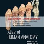 Atlas of Human Anatomy