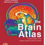 The Brain Atlas