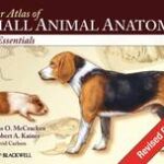 Color Atlas of Small Animal Anatomy