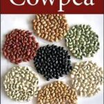 Cowpea