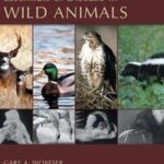 Essentials of Disease in Wild Animals