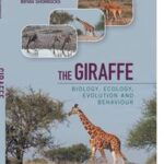 The Giraffe