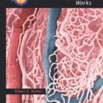 How the Circulatory System Works