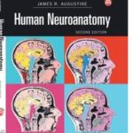 Human Neuroanatomy