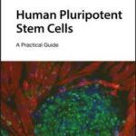 Human Pluripotent Stem Cells
