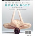Introduction to the Human Body