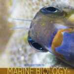 Introduction to Marine Biology