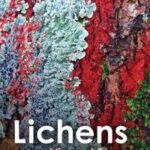 Lichens: Toward a Minimal Resistance