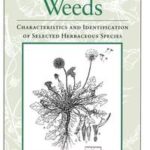 Perennial Weeds