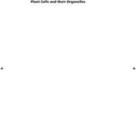 Plant Cells and their Organelles