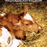 Reproduction in Cattle