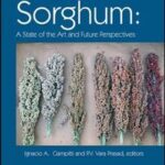 Sorghum