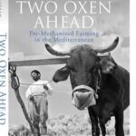 Two Oxen Ahead